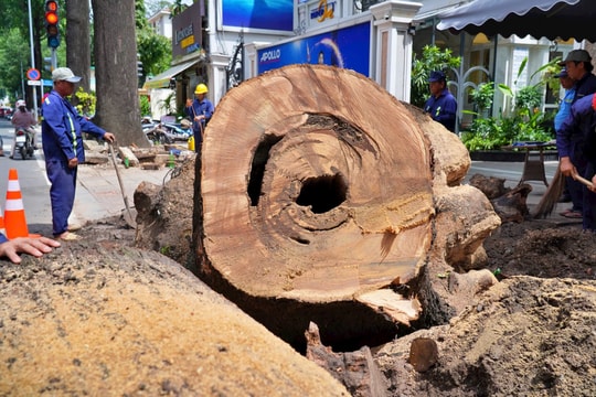 TP.HCM thay thế gần 3.500 cây xanh chết khô, nghiêng nhớm gốc