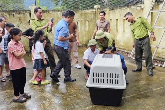 Bắt cá thể voọc đi lạc quậy phá dân cư