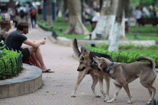 Từ vụ chó thả rông cắn cháu bé 5 tuổi tử vong: Làm sao để không xảy ra sự việc đau lòng tương tự?