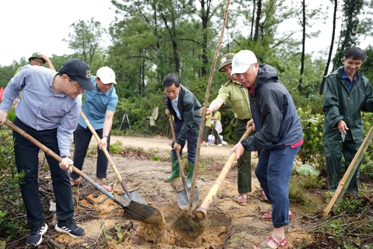 TT-Huế trồng hơn 1.000 cây tôn tạo cảnh quan núi Kim Phụng