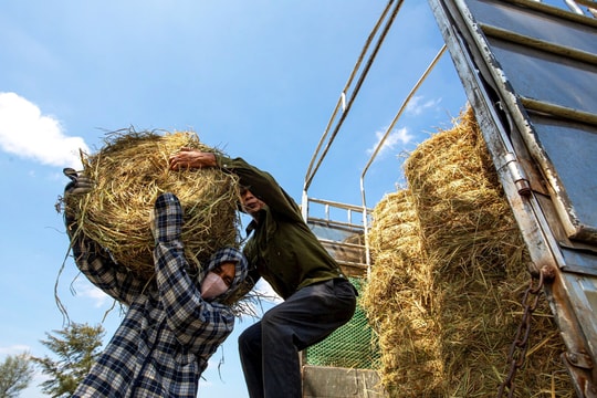 Khi sợi rơm biến thành ‘sợi vàng’