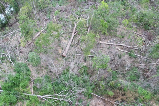 UBND tỉnh Gia Lai chỉ đạo làm rõ vụ phá rừng tại xã Ia Grăng