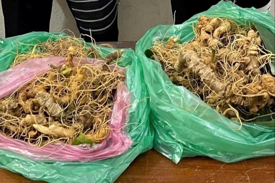 Khởi tố các đối tượng trộm sâm Ngọc Linh