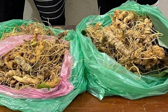 Tạm giữ nhóm trộm hơn 200 cây sâm Ngọc Linh