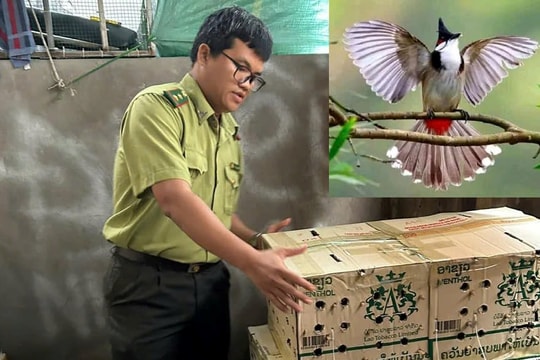 Phát hiện gần 1.000 con chim chào mào bị nhốt trong thùng giấy vô chủ