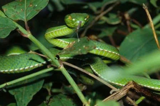 Suýt phải cắt chân vì đắp lá khi bị rắn cắn