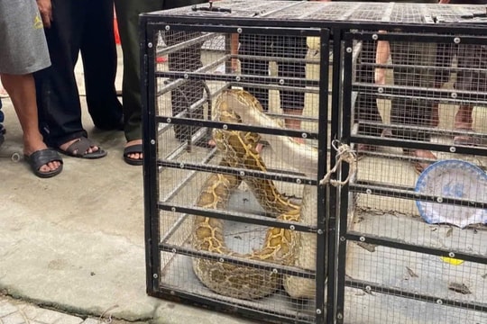 Nhiều động vật quý hiếm được thả về tự nhiên