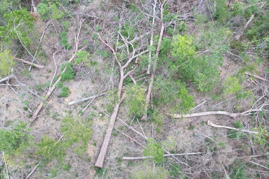 Vụ phá rừng ở Gia Lai: Xác định 124 gốc cây bị khai thác trái phép, đường kính gốc từ 13-115 cm