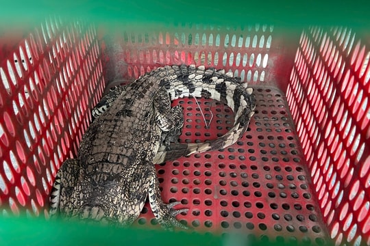 Cá sấu xuất hiện tại sân, người dân hoảng hồn