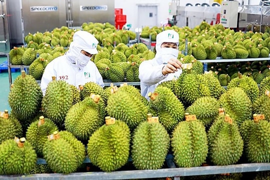 Xuất khẩu nông sản dự kiến vượt mốc 60 tỷ USD năm 2024