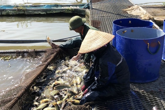 Vực dậy nghề nuôi cá lồng tại Hải Dương