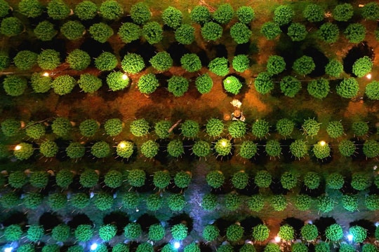 Phường Thủy Vân (TP. Huế): Làng hoa Dạ Lê Chánh tất bật cho mùa Tết