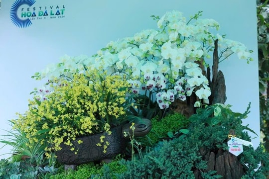 Festival Hoa Đà Lạt 2024: Rực rỡ 'Không gian hoa đường phố' và 'Triển lãm hoa, cây cảnh quốc tế'
