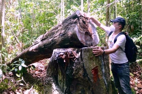 Quảng Ngãi: Nghiêm cấm lợi dụng chủ trương xóa nhà tạm, nhà dột nát để phá rừng