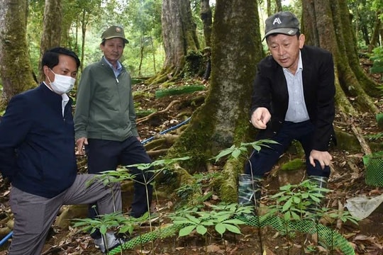 Nâng tầm giá trị sâm Ngọc Linh