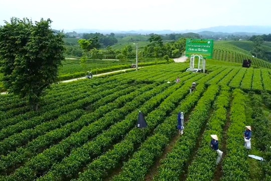 Đẩy mạnh sản xuất chè theo hướng VietGAP, hữu cơ