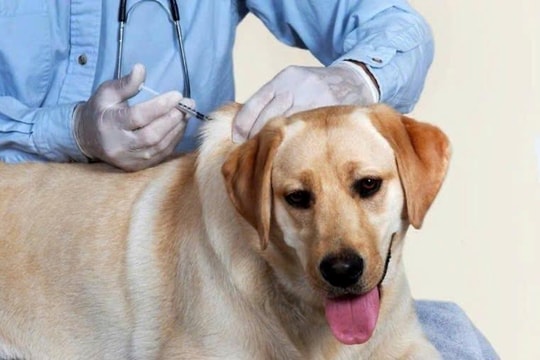 Gia Lai: Một người tử vong, 10 người phơi nhiễm vì bị chó dại cắn