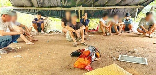 Giả vờ hẹn nhau uống cà phê để đá gà ăn tiền