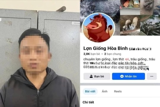 Lừa mua bán lợn trên mạng để chiếm đoạt tiền đặt cọc