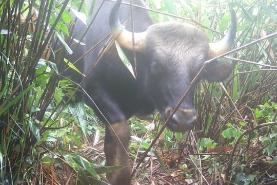 Phát hiện bò tót, gấu ngựa quý hiếm tại Vườn quốc gia Chư Mom Ray