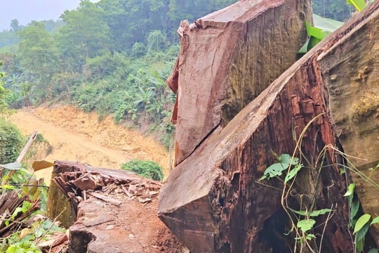 Tuyên Quang: Tạm giữ hàng chục m3 gỗ đang vận chuyển trái phép
