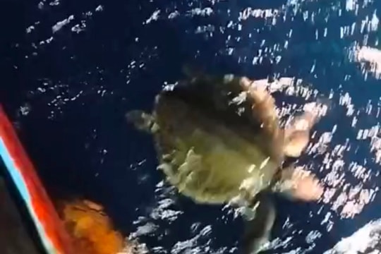 Ngư dân Bình Định “giải cứu” rùa biển thả về đại dương