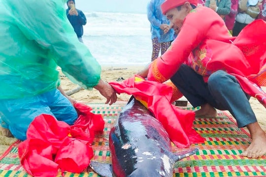 Phát hiện xác cá voi dài 2m, nặng hơn 100kg trôi dạt vào bờ biển