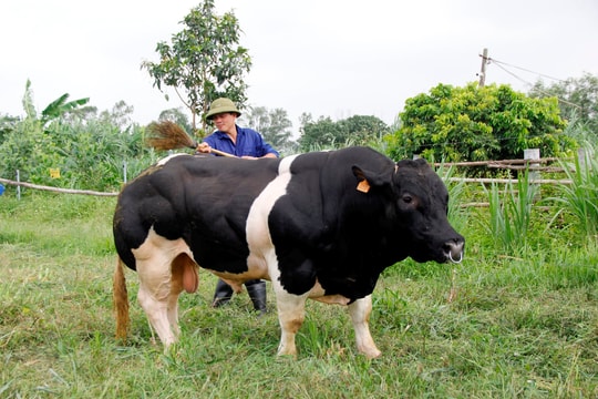 Công ty Cổ phần Giống Gia súc Hà Nội – công nghệ tiên phong vì sự phát triển bền vững