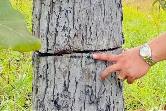 Hàng trăm cây rừng ở biên giới Gia Lai bị tàn phá