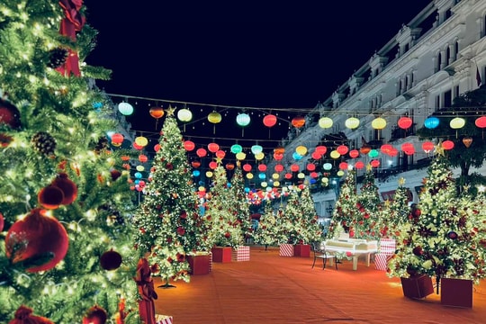 Danko City - Rộn ràng không khí Giáng sinh với vườn thông khổng lồ đẹp như cổ tích