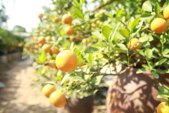 Sắc xuân đến sớm ở vùng đào cảnh, quất cảnh Hà Nội