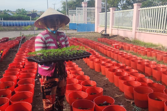 Nông dân Cà Mau vào vụ hoa kiểng Tết
