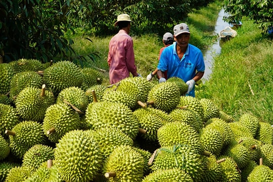 Xuất khẩu rau quả vượt mốc 7 tỷ USD