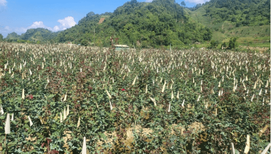 Rộn ràng làng hoa tết