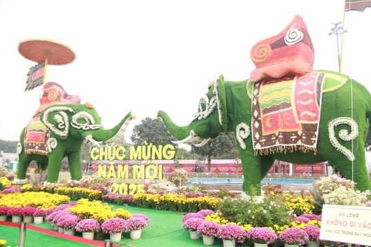 Festival Hoa Mê Linh rực rỡ trước giờ khai hội