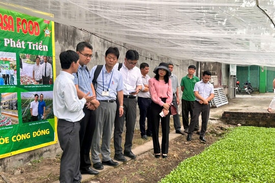 Đoàn doanh nghiệp Nhật Bản đến tham quan HTX Rau sạch GAP