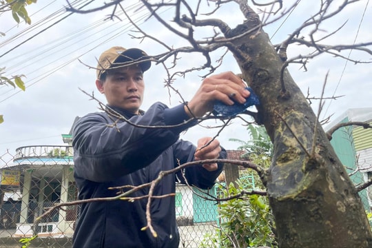 Nhà vườn tranh thủ 'xuống lá' cho cây mai vào vụ Tết