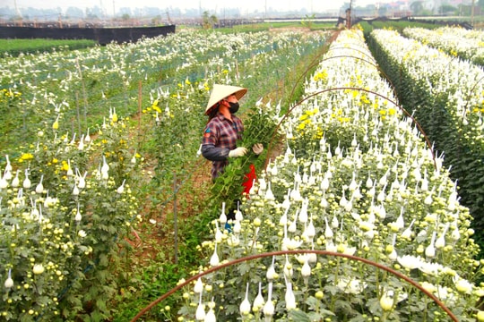 Vùng hoa Mê Linh chuẩn bị đón Tết
