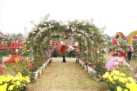 Kéo dài thời gian tổ chức Festival hoa Mê Linh đến hết Tết Dương lịch