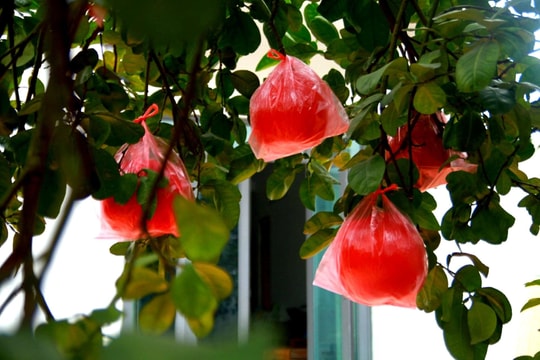 Giống bưởi đỏ thôn Đông Cao đắt giá vào dịp cận Tết