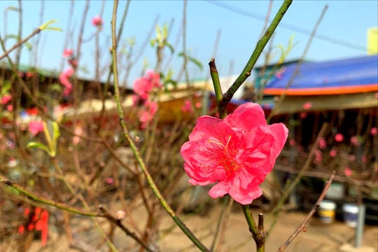 Hà Nội: Hoa đào xuống phố sớm