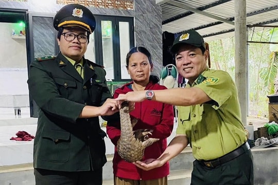 Người dân tự nguyện giao nộp cá thể tê tê quý hiếm