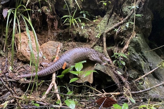 Tái thả 12 cá thể tê tê quý hiếm về tự nhiên