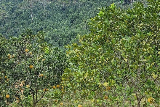 Phát triển kinh tế từ trồng rừng xen canh