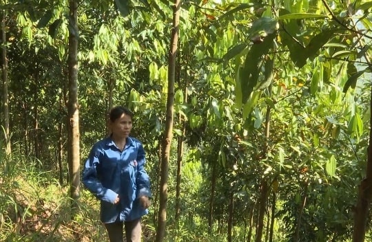 Phát triển kinh tế từ rừng