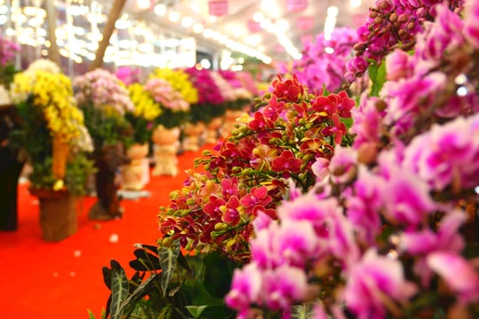 Lan Hồ Điệp khoe sắc đón Xuân