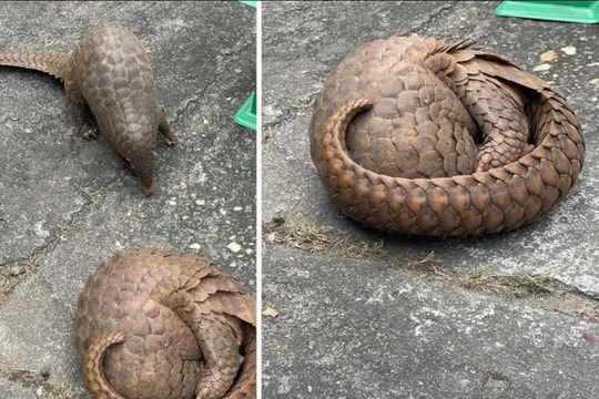 Khởi tố hai đối tượng mua bán Tê Tê Java quý hiếm