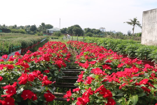 Về thăm làng hoa lâu đời của vùng Tây Nam Bộ