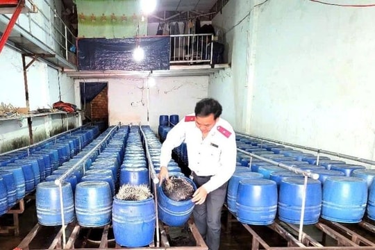 Đắk Lắk: Xử phạt hai cơ sở sản xuất giá đỗ vi phạm an toàn thực phẩm