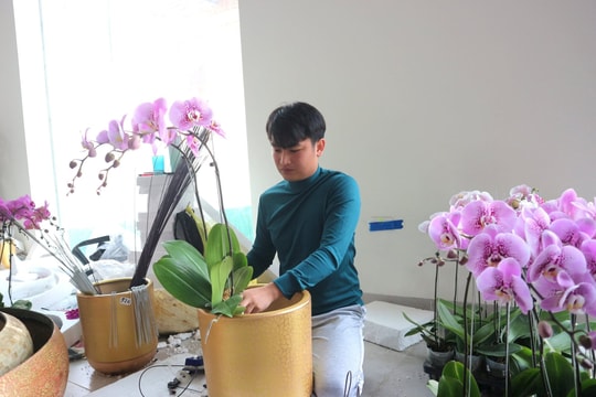 Nghề “hái ra tiền” dịp Tết